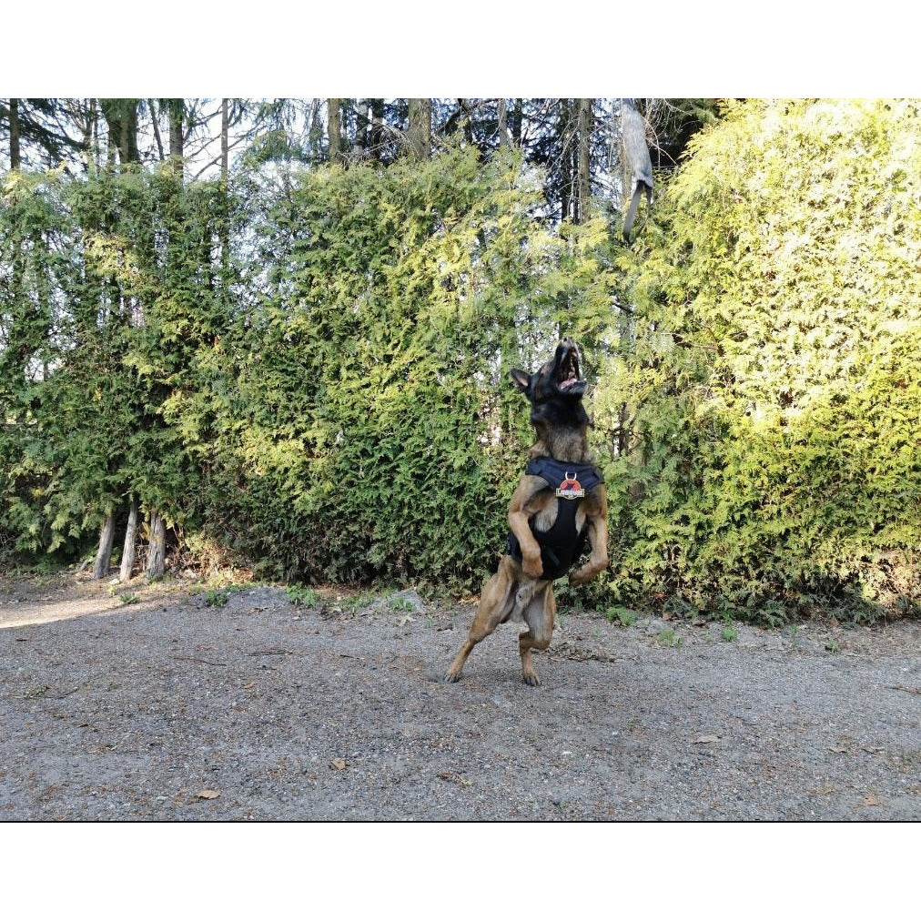 Landshark K9 Jurassic Patch - Polizeimemesshop